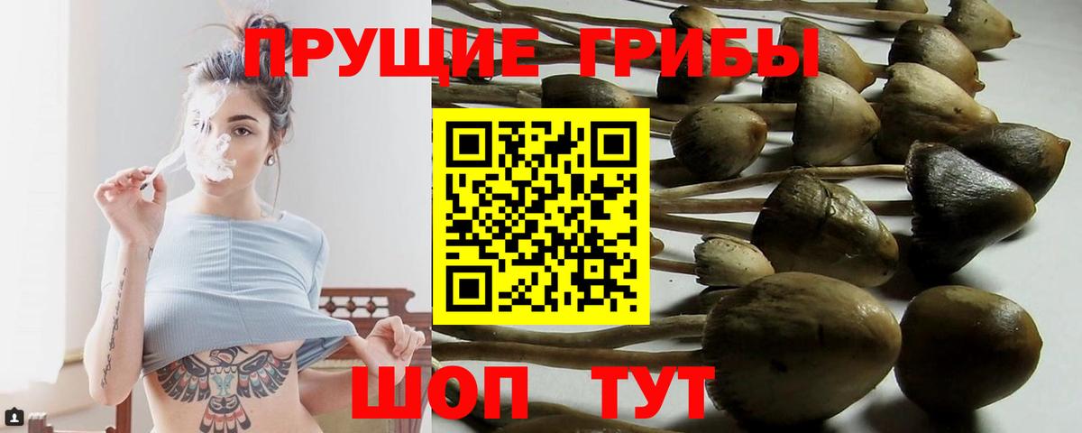 где купить наркотик  Галлюциногенные грибы мицелий  Вход с VPN  Рассказово 